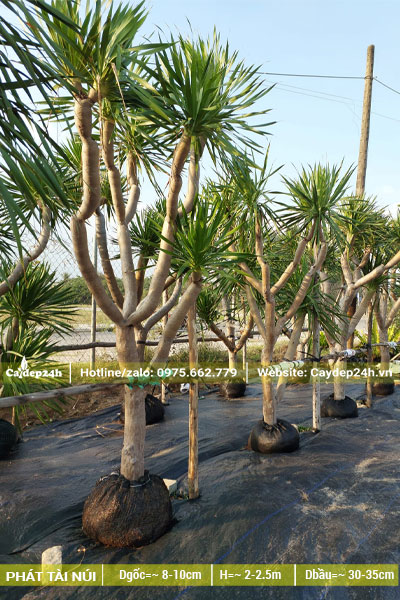 Hàng cây Phát Tài Núi công trình cao từ 3m trở lên