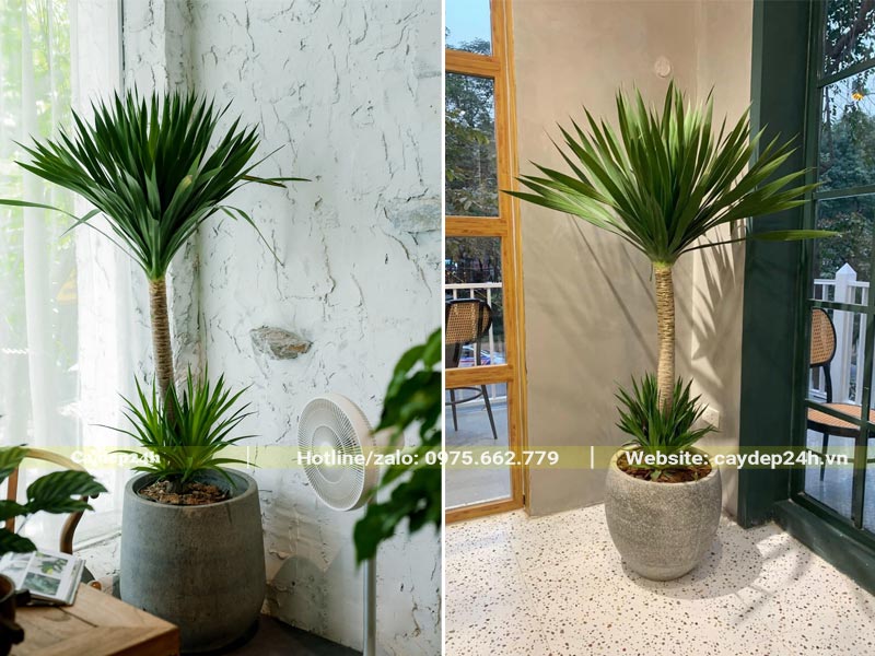 Chậu Phát Tài Núi cảnh trang trí các góc trong quán cafe