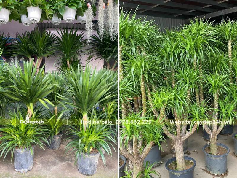 Những chậu cây Phát Tài Núi nhỏ chiều cao từ 60 - 100cm