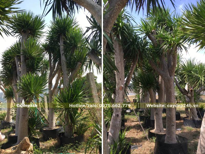 Chọn và mua cây Phát Tài Núi ngay tại vườn