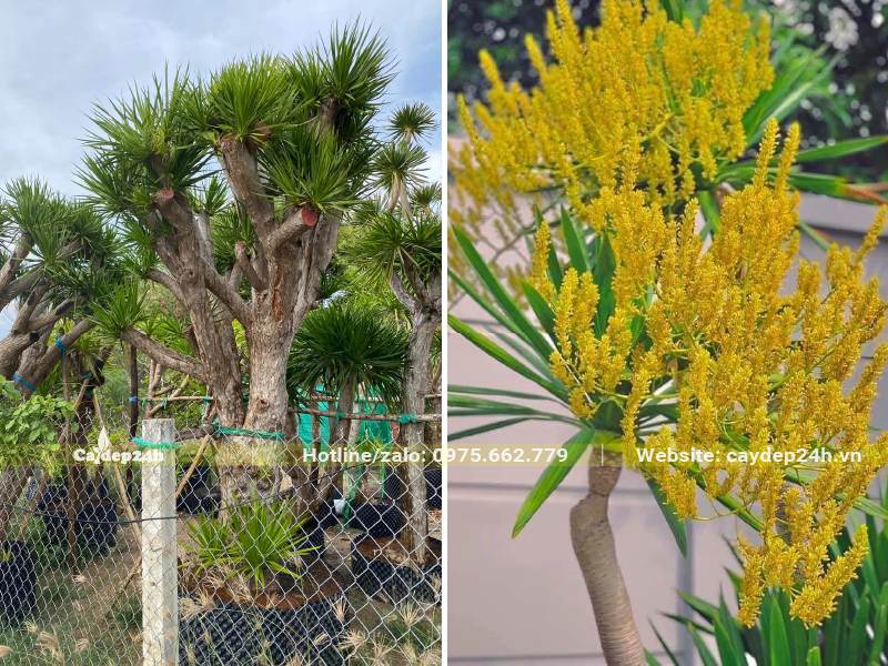 Cây Phát Tài Núi cổ thụ nở hoa