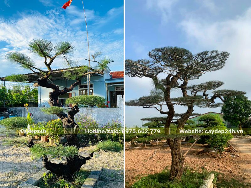 Những cây Phi lao bonsai được tỉa uốn công phu