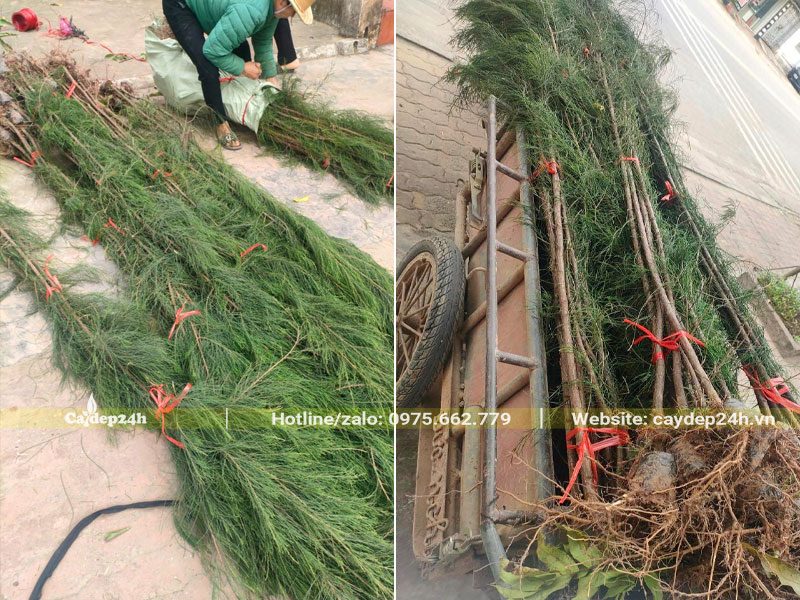 Cây Phi Lao giống cao 2m, đã bó cẩn thận