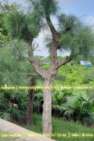 Phi lao cổ thụ đk gốc từ 20 - 25cm, vỏ chuyển sang màu xám nhìn cực đẹp