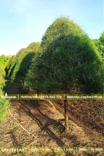 Hàng Phi Lao cảnh tỉa tán hình nón chóp, chiều cao khoảng 1,5 - 2m