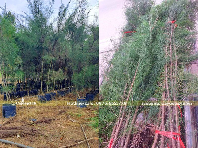 Nhà vườn con số lượng lớn cây giống đk gốc 2 - 3cm