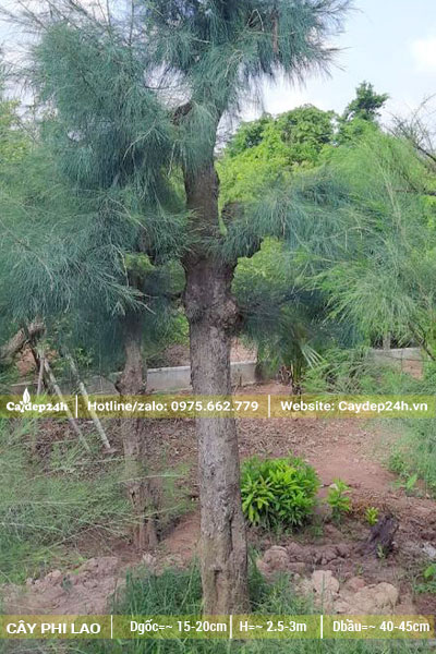Dâm ủ số lượng lớn cây Phi Lao cổ thụ để làm cảnh