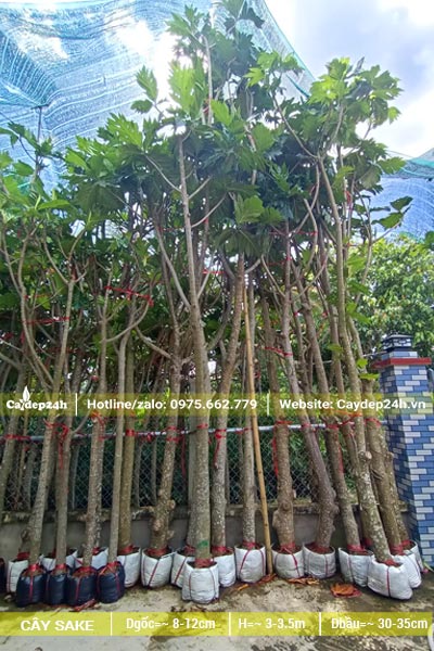 Cây Sa Kê đã bứng bầu, đường kính gốc 10 - 15cm