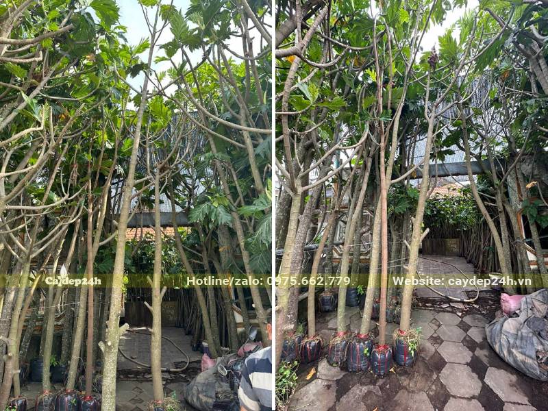 Cây nhỏ, chiều cao khoảng 3m, đường kính bầu 25 - 30cm