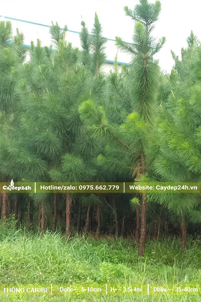 Rừng Thông đẹp đã tỉa chọn lần 1, còn lại những cây đẹp, chất lượng