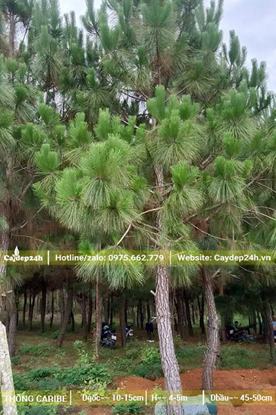 Rừng cây Thông Caribe đk gốc đạt 10 - 15cm