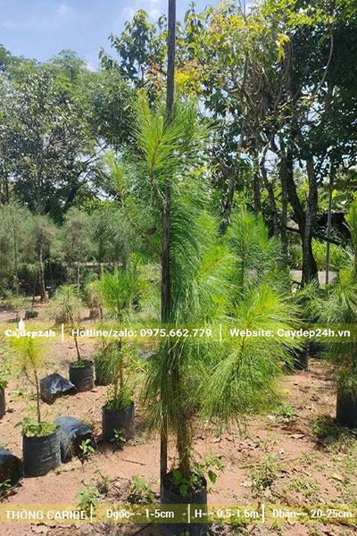 Cây giống Thông Caribe nguyên bầu, chiều cao khoảng 1m