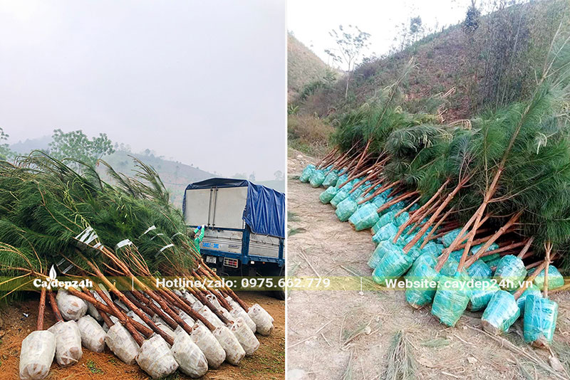 Hàng chục cây Thông Caribe tập kết thành đống lớn để chuyển lên xe
