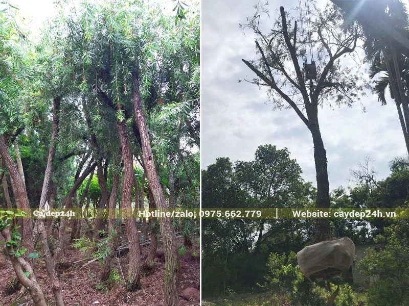 Hình ảnh cây Liễu Đỏ dâm ủ và quá trình vận chuyển cây ra xe bằng cần cẩu