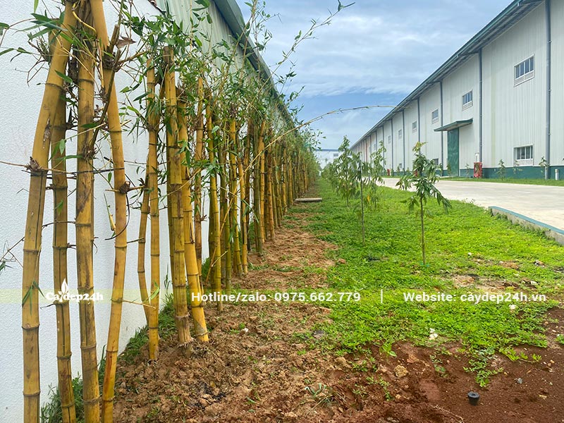 Hàng rào bằng cây Tre Vàng mới trồng