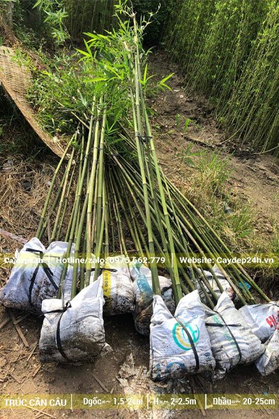 Chọn ra những bịch cây Trúc Cần Câu chiều cao đồng đều cho khách hàng