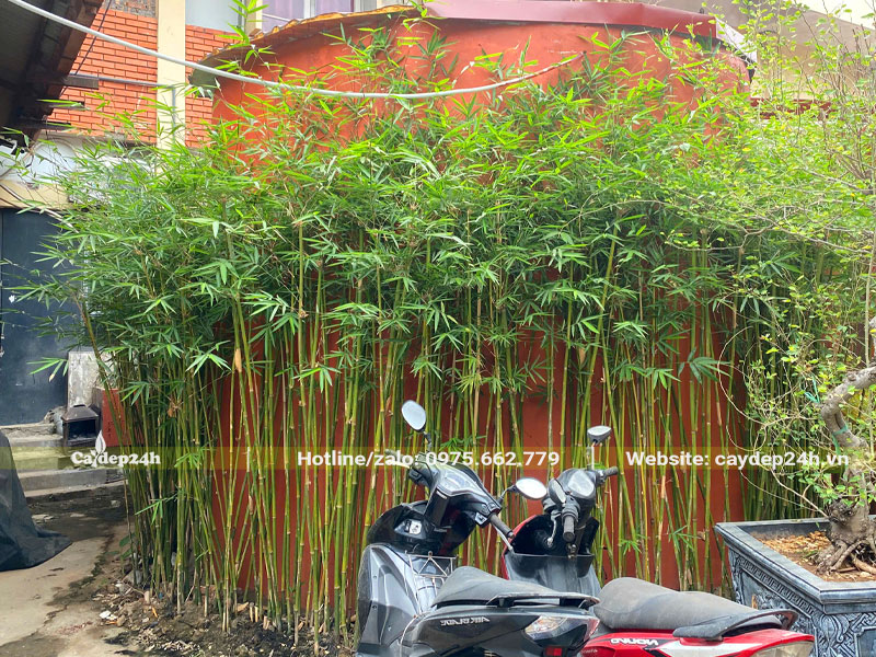 Hàng rào cây Trúc Cần Câu bao quanh công trình, chiều cao khoảng 2m