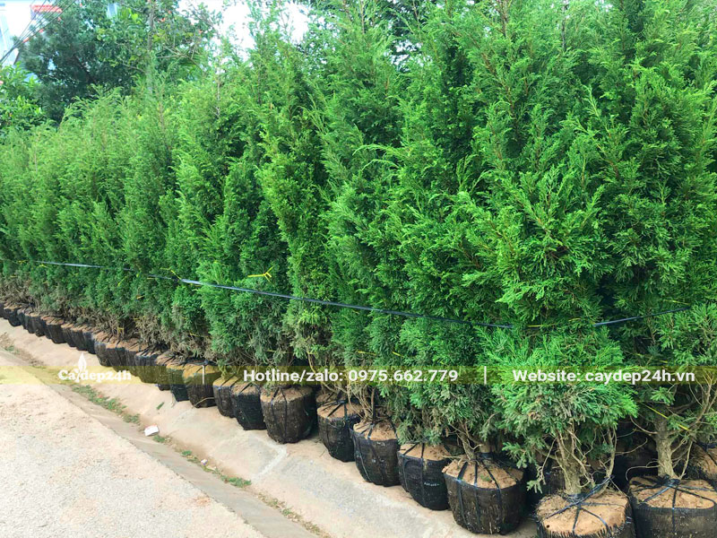 Hàng trăm cây Tùng Tháp nhỏ, chiều cao gần 2m, trồng sẵn trong bầu