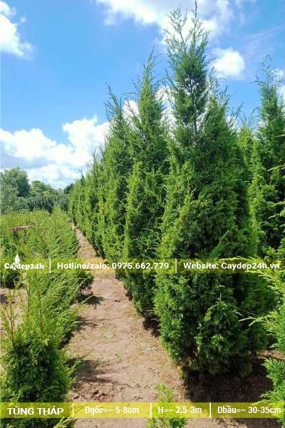 Vườn vừa nhân giống vừa dưỡng số lượng lớn 