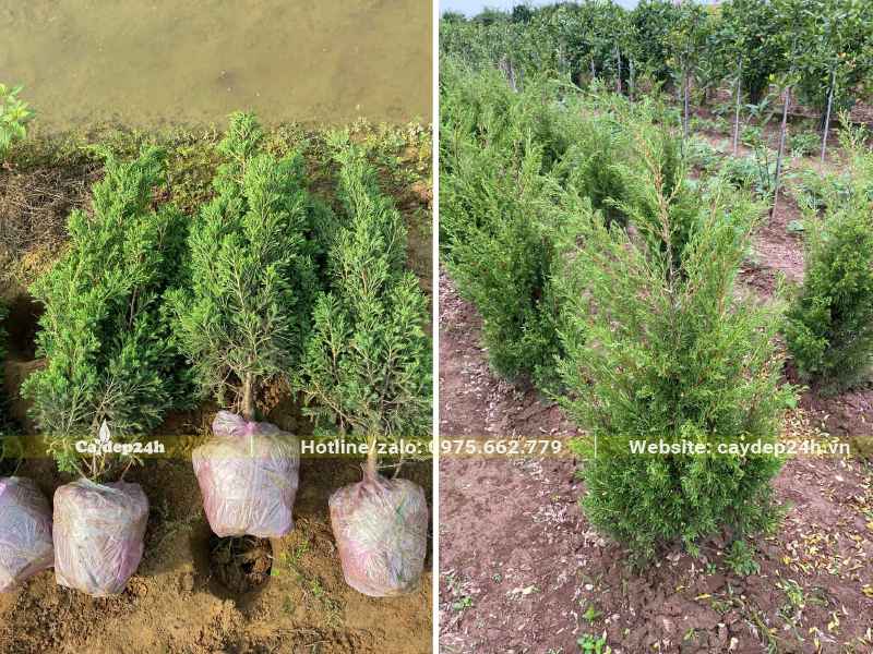 Đánh bầu số lượng lớn cây giống Tùng Tháp chiều cao khoảng 50 - 60cm
