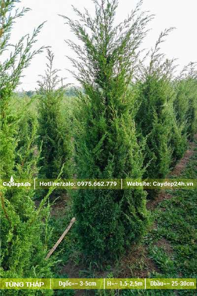 Vườn trồng gần 100 cây Tùng Tháp kích thước 1m, 2m và 3m