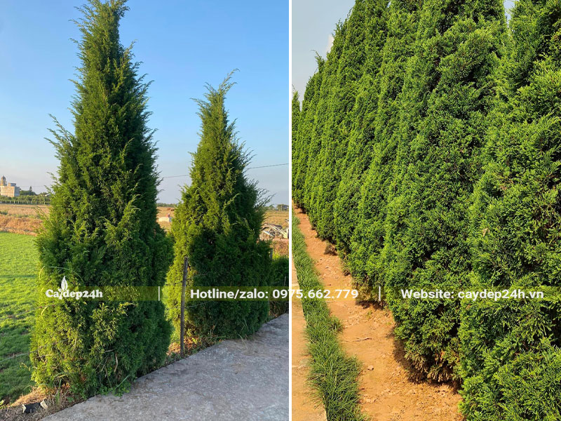 Tùng Tháp trồng thành hàng nhìn vô cùng sang trọng