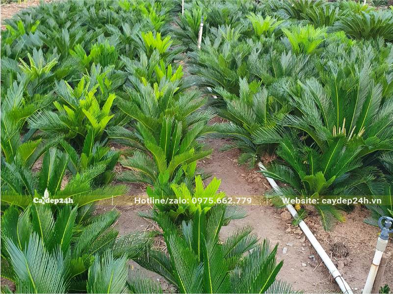 Vườn cây giống Vạn Tuế số lượng lớn