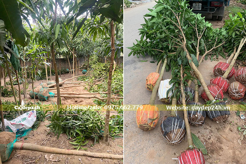 Đánh bầu cây Xoài đk gốc 5cm chuyển cho dự án khu sinh thái