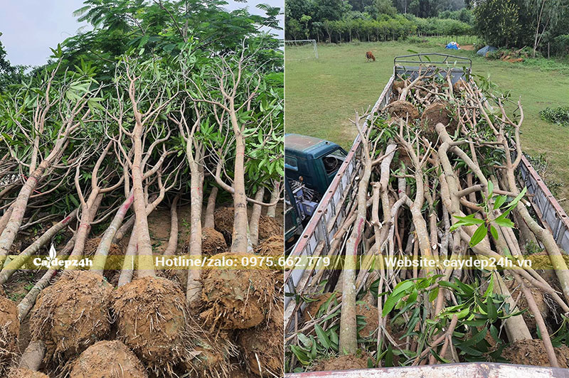 Cung cấp và trồng hơn 200 cây Xoài tại Khu Đô Thị