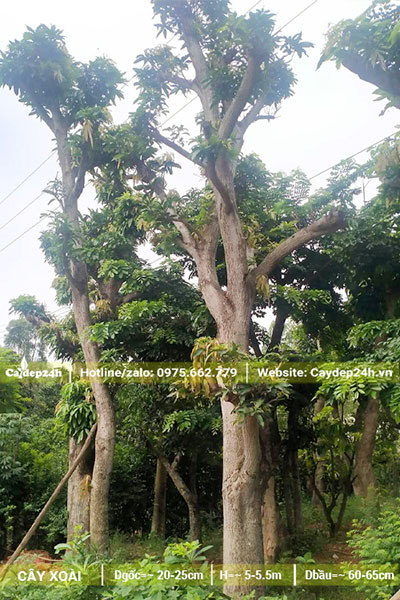 Vườn dâm ủ và dưỡng cây Xoài cổ thụ đk gốc lên đến 30 - 40cm