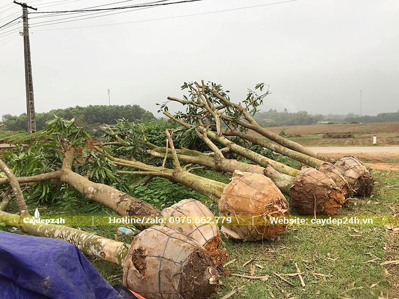 Những cây Xoài gốc khủng, đk gốc 25cm được sắp xếp ngay ngắn, bầu bó cẩn thận