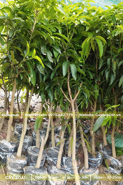 Xoài giống chất lượng, đk gốc 3cm