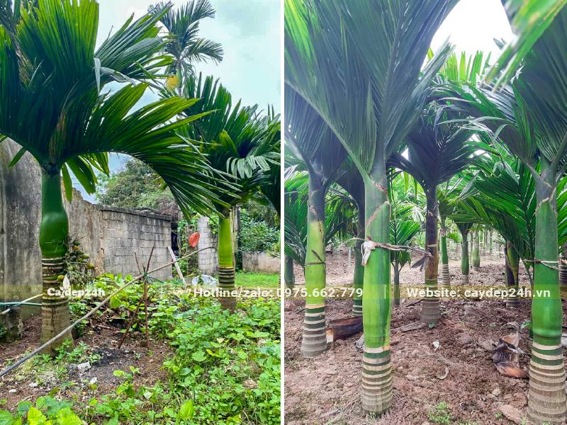 Khu vườn chuyên dưỡng cây Cau Vua lâu năm, lóng thân cao từ 40 - 100cm