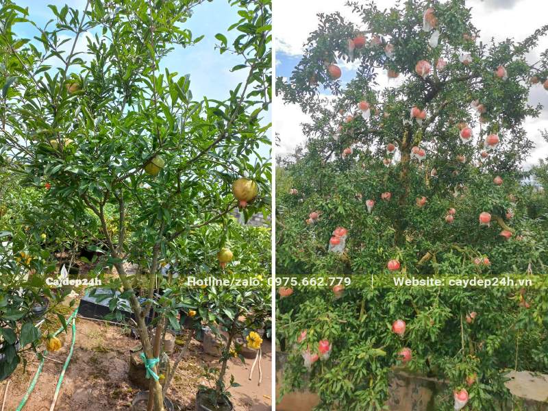 Cây Lựu đã bứng bầu, đang qua trái non