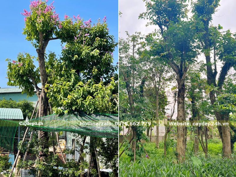 Cây Bằng Lăng cổ thụ đã dâm ủ kỹ, đang phát triển tai cành và lá mới