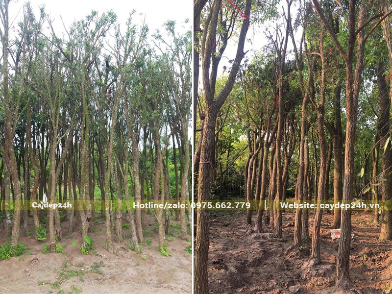 Dâm ủ số lượng lớn cây Liễu Đỏ công trình đk gốc 5 - 8cm