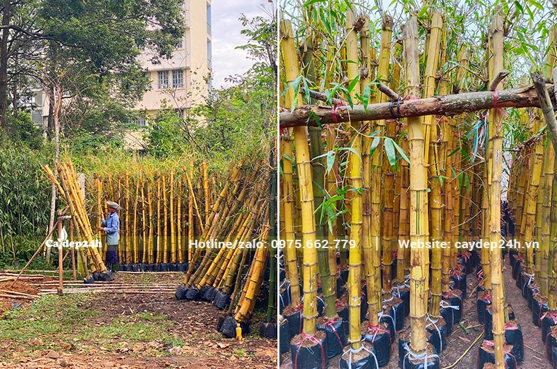 Sắp xếp từng cây Tre Vàng theo kích thước cho tiện chăm sóc