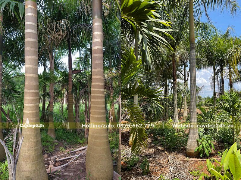 Vườn Cau Vua đã tỉa thưa, giữ mật độ hợp lý để dưỡng cây khỏe mạnh