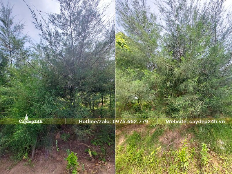 Vườn cây gỗ Phi Lao mới trồng 3 - 4 năm, chưa tỉa tán