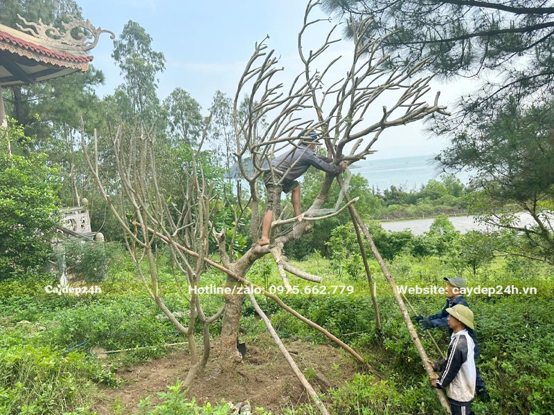 Cộc chống đỡ thân và cành cây được buộc chắc chắn