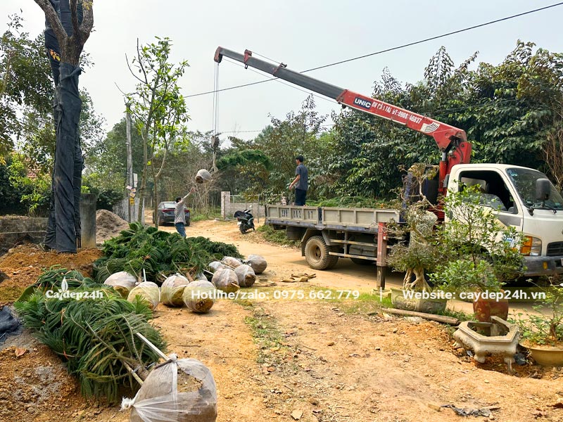 Tập kết số lượng lớn cây Tùng Bách Tán để trồng cho khu biệt thự tại Hòa Bình