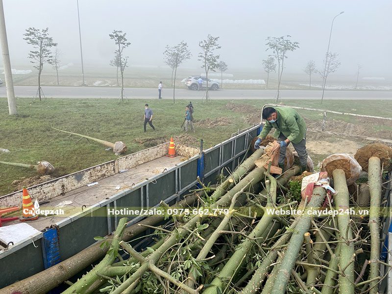 Mỹ Nhân công trình gốc lớn đã tỉa hết tai cành chuẩn bị đem trồng