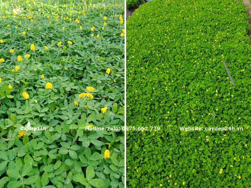 Vườn nhân giống cây Cỏ Lạc công trình