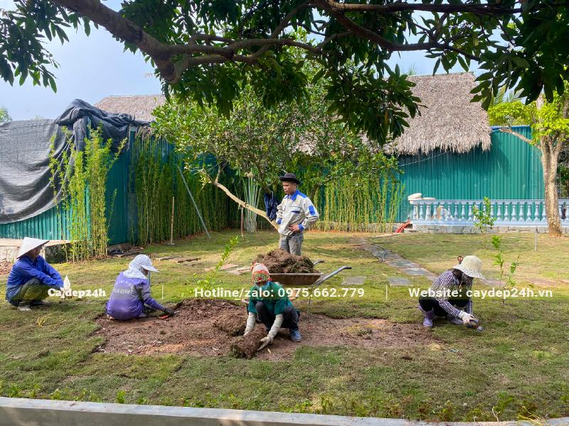 Cỏ được công nhân trồng theo từng thảm, ghép liền với nhau