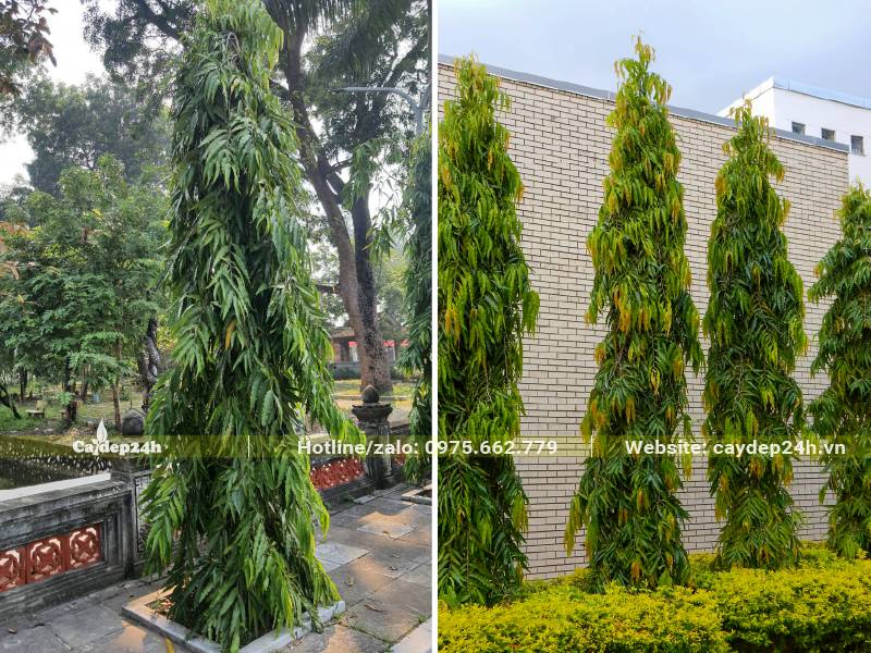 Hoàng Nam trồng thành hàng tại công viên, trong các nhà máy