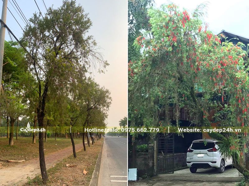 Hình ảnh hàng cây hoa Liễu Đỏ trồng trên đường phố và trước sân nhà biệt thự