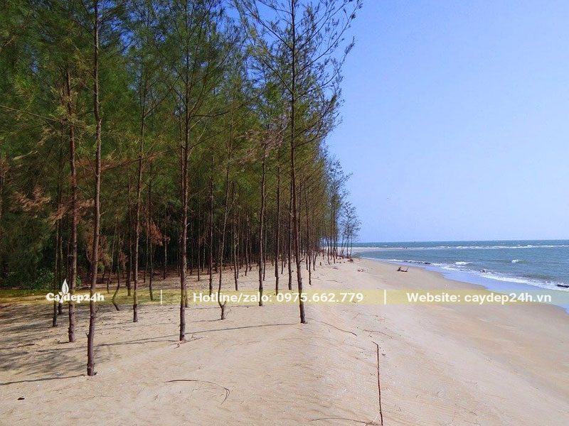 Rừng Phi lao cao thẳng hiên ngang đứng trước biển lớn