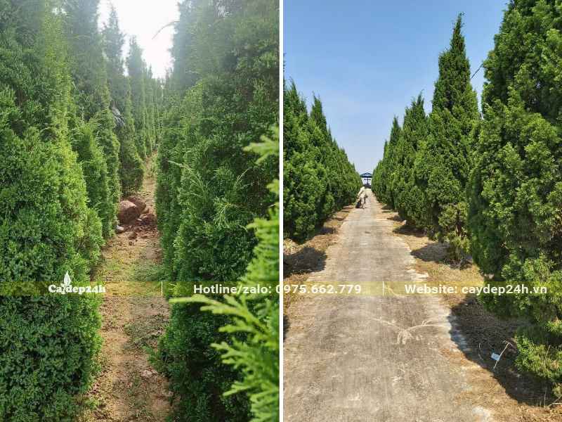 Những hàng cây Tùng Tháp lâu năm trồng trong khuôn viên khu đô thị