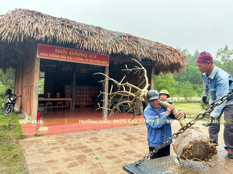 Công nhân đang xếp cây xuống xe tại điểm tập kết nơi đăng ký vào viếng Đại Tướng