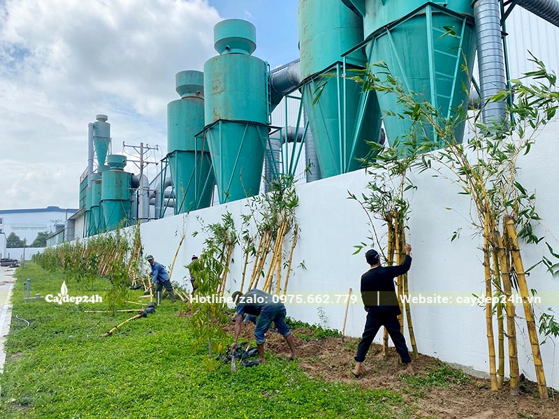 Công nhân đang trồng và điều chỉnh từng khóm Tre Vàng
